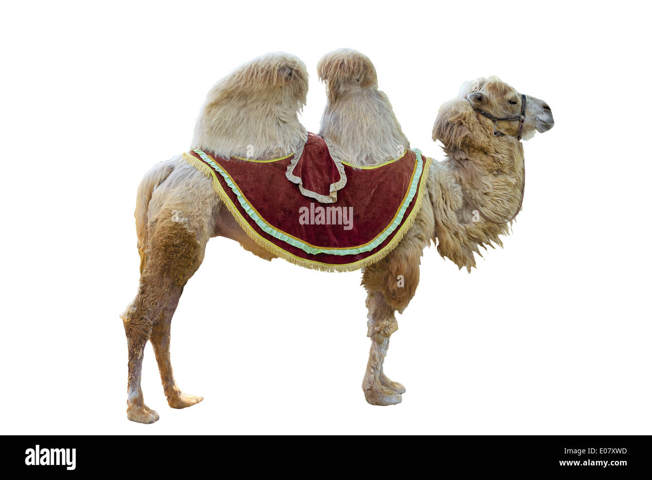 Baktrischen Kamel (Camelus Bactrianus) stehen. Isoliert auf weiss Stockfoto