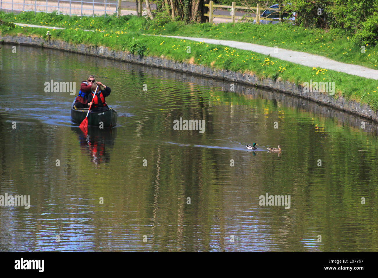 Kanuten und Enten auf Llangollen Kanal Stockfoto
