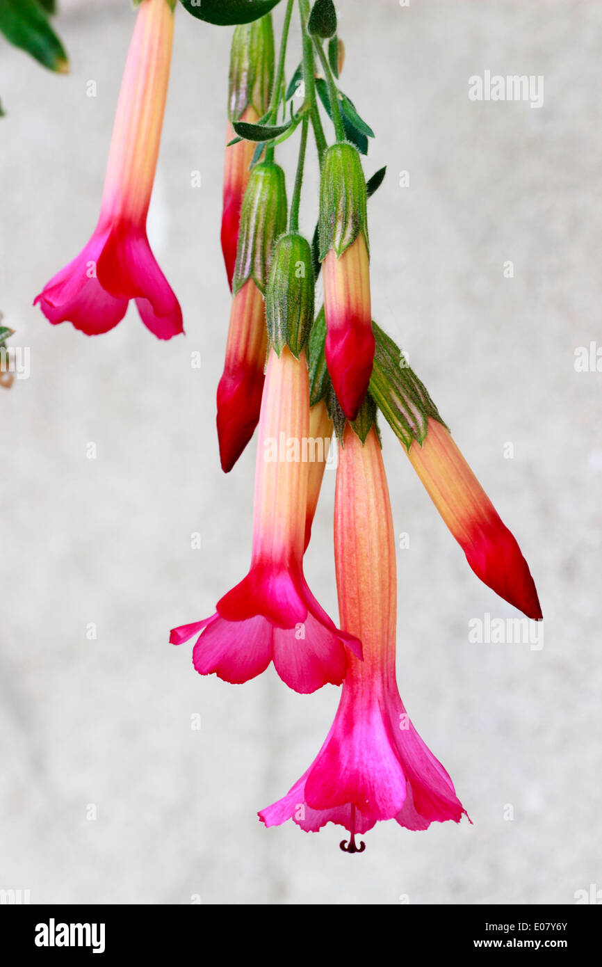 Hängenden Blüten von lax Wand Strauch Cantua buxifolia Stockfoto