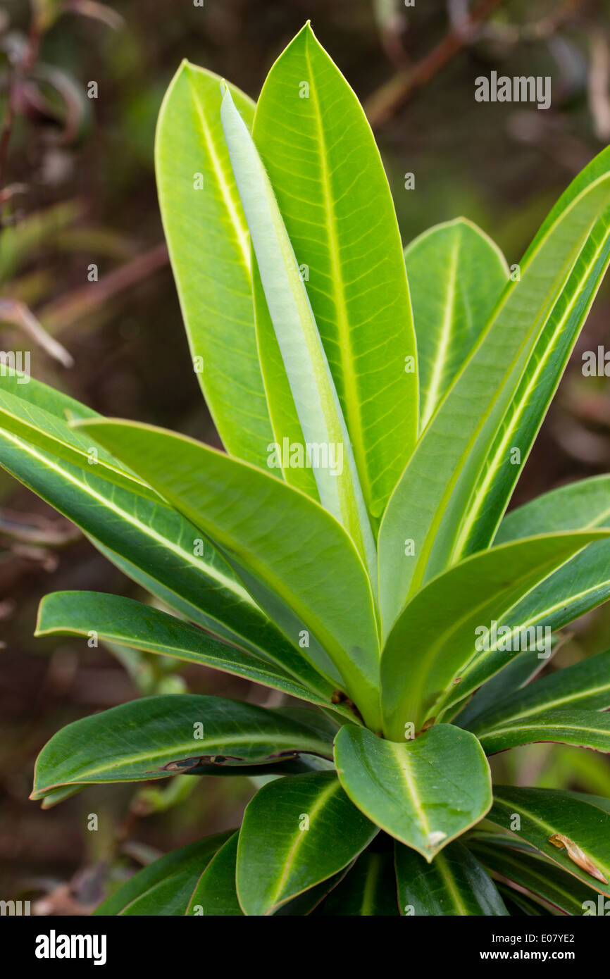 Laub der Hybrid Honigbusch, Euphorbia x pasteurii Stockfoto