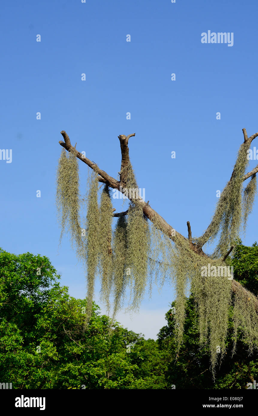 schöne spanische Moos (Tillansia Usenoides) im Wald von Thailand Stockfoto