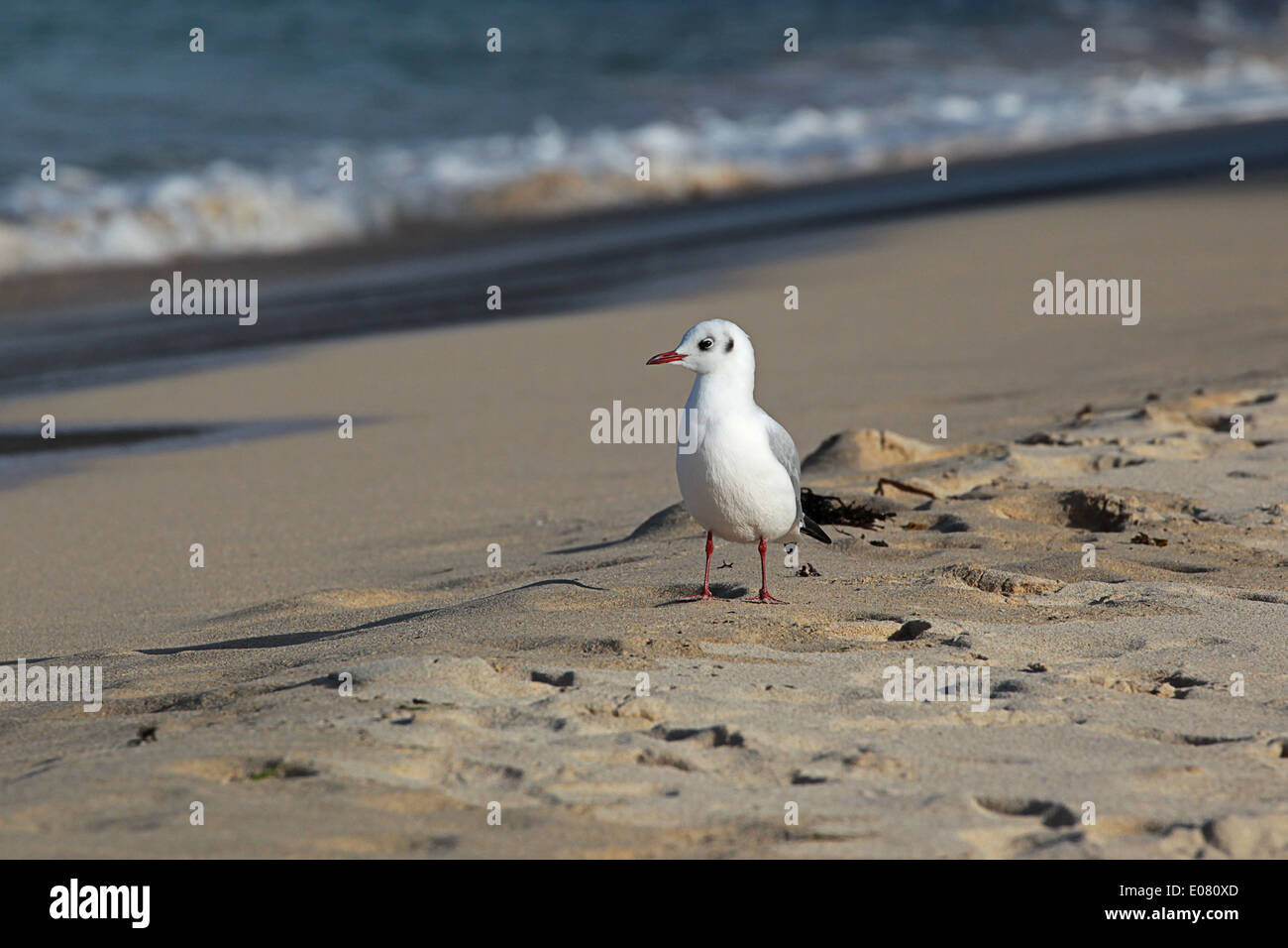 Lachmöwe am Strand Porthminster, St. Ives, Cornwall Stockfoto