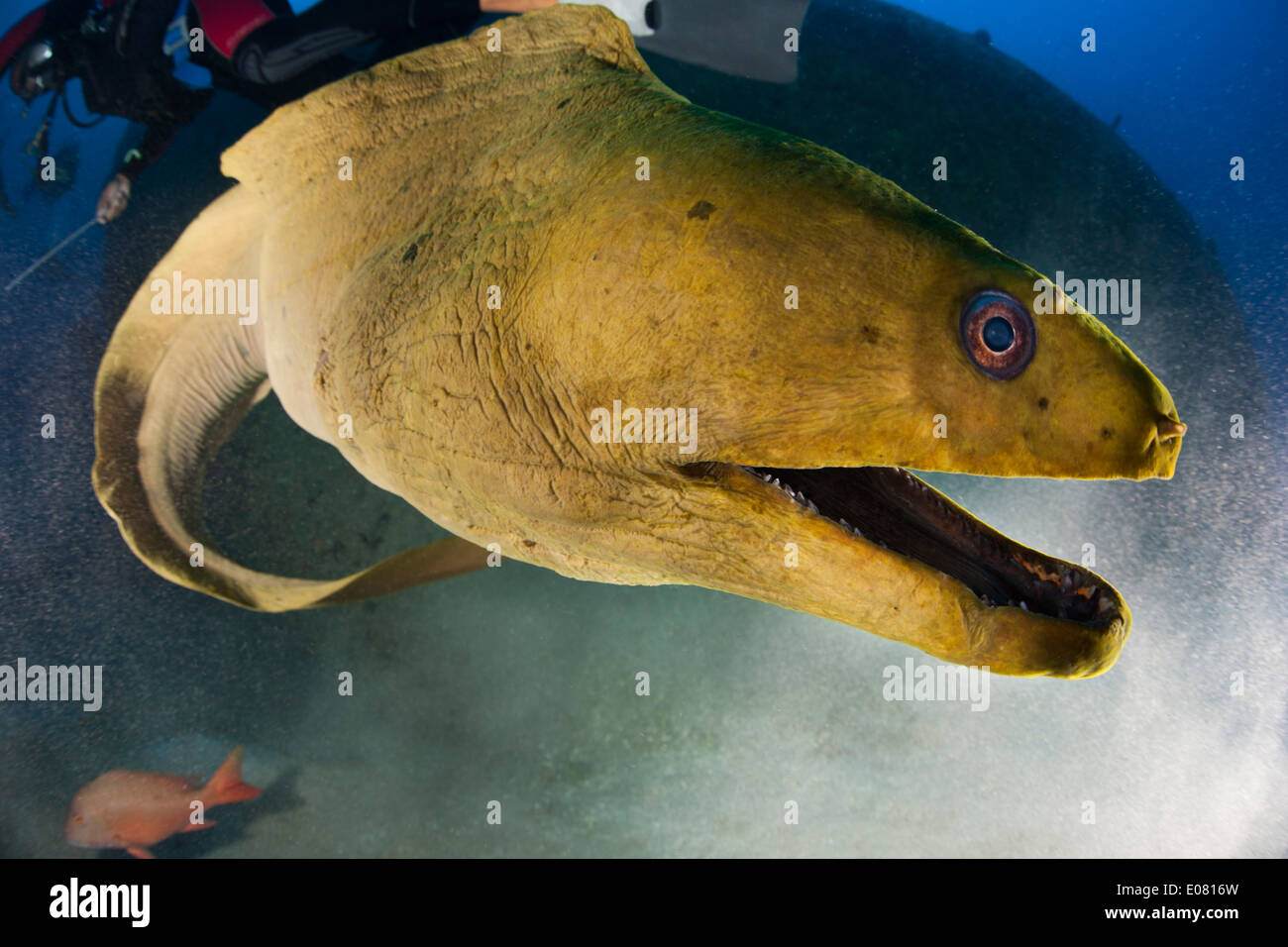 Grüne Muräne (Gymnothorax Funebris) mit Taucher warten vor dem Aguila Wrack in Roatan, Honduras gefüttert werden. Stockfoto