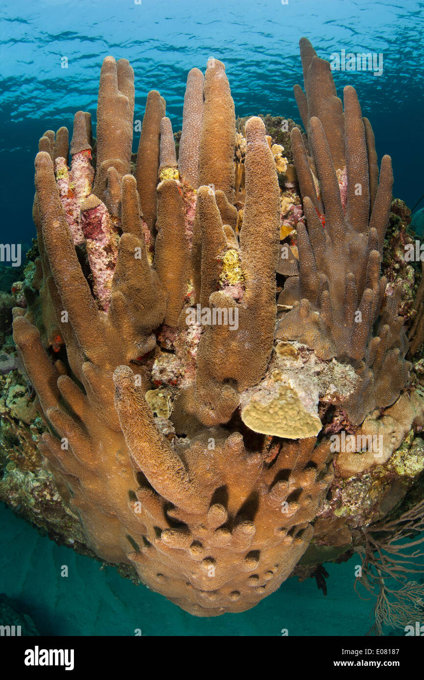 Säule Coral (Dendrogyra Cylindrus) auf einem tropischen Riff vor Roatan, Honduras. Stockfoto