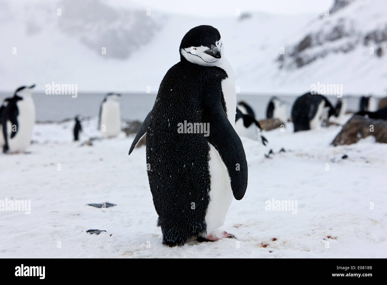 Kinnriemen Pinguin auf Hannah Punkt der Antarktis Stockfoto