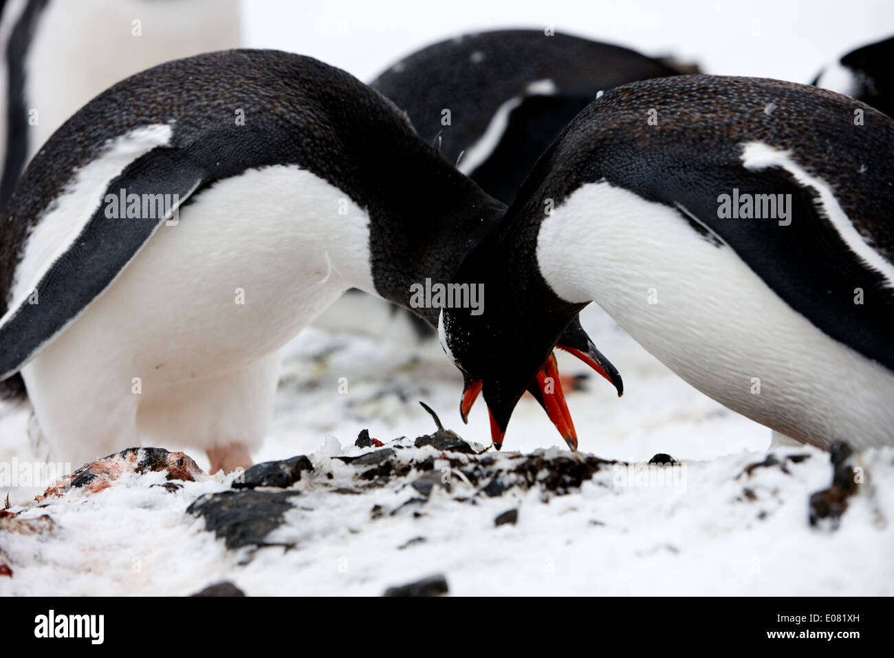 Gentoo Penguins Verbeugung als Balz Ritual auf Hannah Punkt der Antarktis Stockfoto