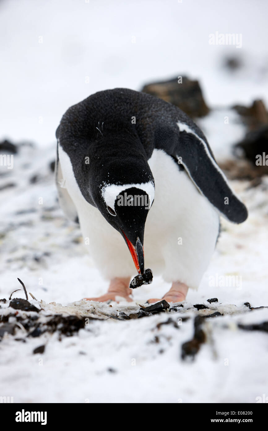 Gentoo Penguin Abholung Stein, ein Nest auf Hannah Punkt der Antarktis zu machen Stockfoto