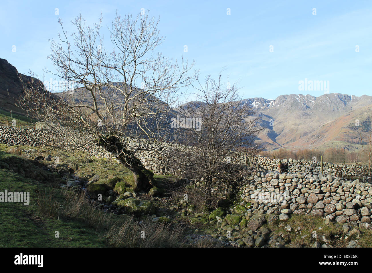 Eine Winter, blattlosen Esche beugt sich ein Beck aus Lingmoor neben einer Trockensteinmauer Stockfoto