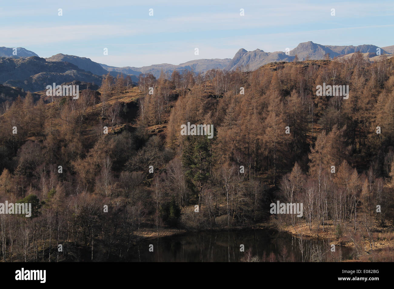 Blick aus Richtung Great Langdale über Tarn Hows mit Winterbäume und blauer Himmel Stockfoto