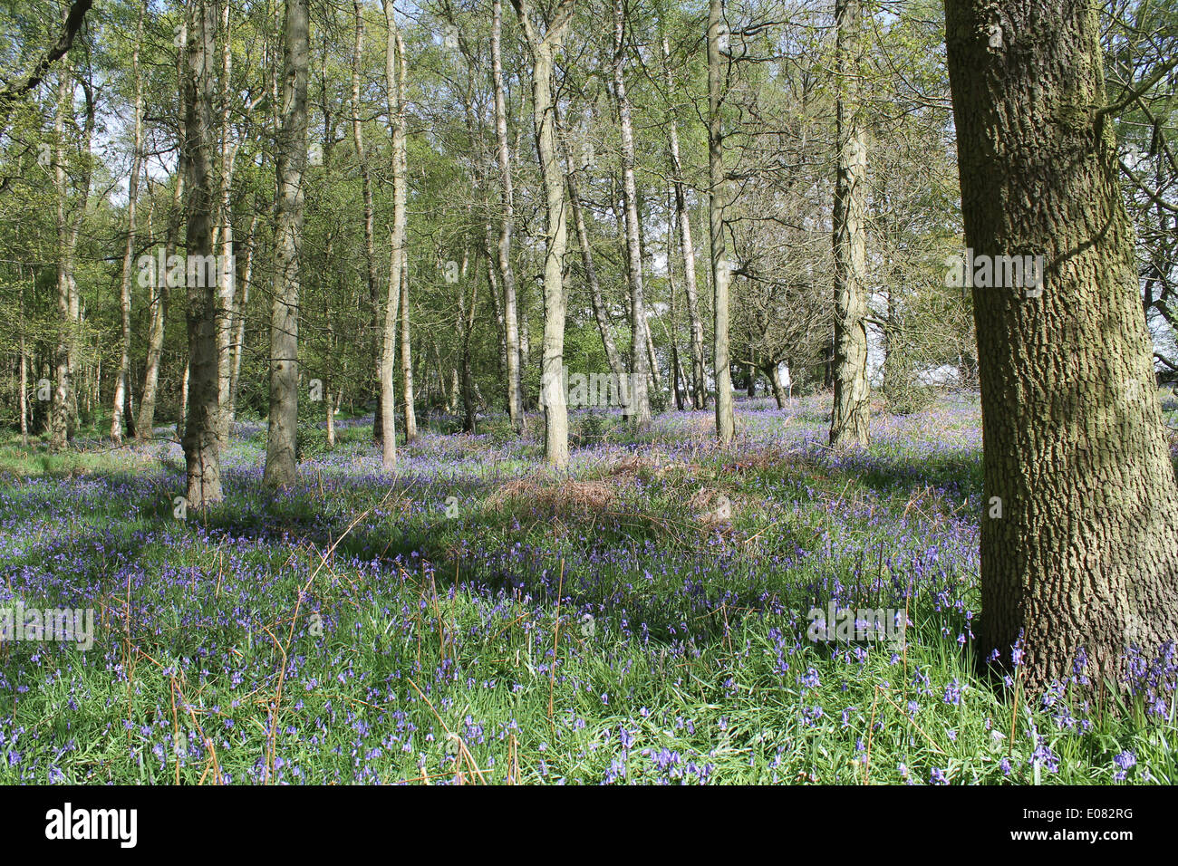 Glockenblumen Teppich einen North Warwickshire Wald im Frühling Stockfoto