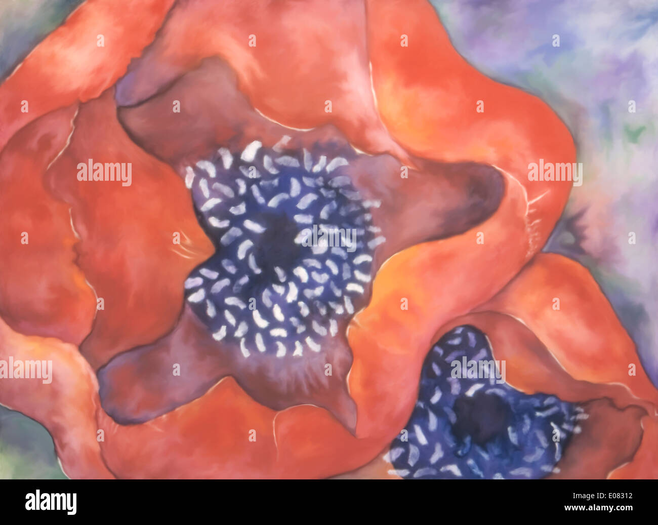 Rote Mohnblumen Aquarell Malerei und Gouache Details. Stockfoto