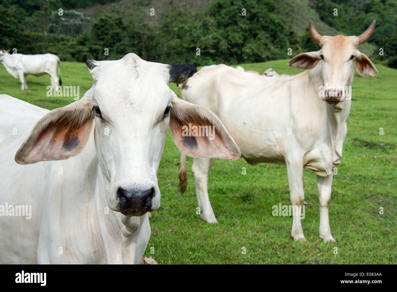 Zebu-Kuh-Rinder in einer Farm auf dem Land Costa Rica. Stockfoto