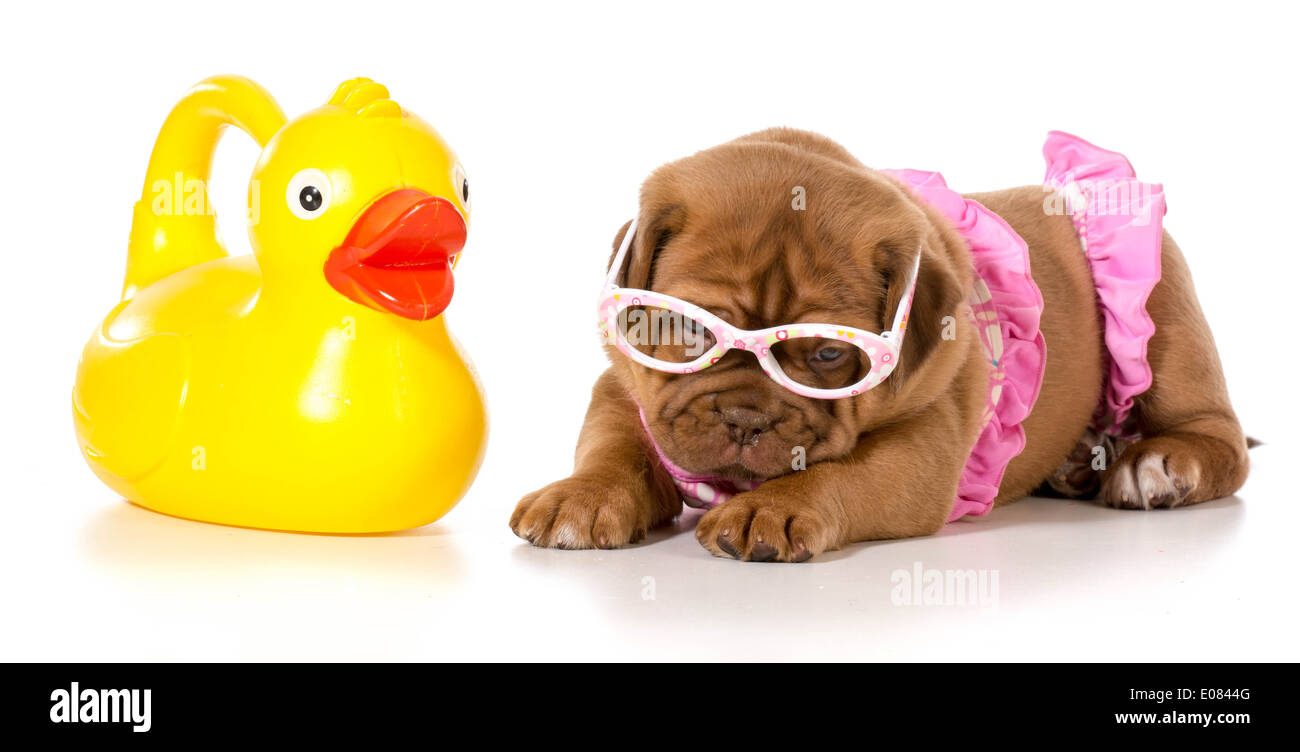 Hund im Bikini mit Gummiente Stockfoto