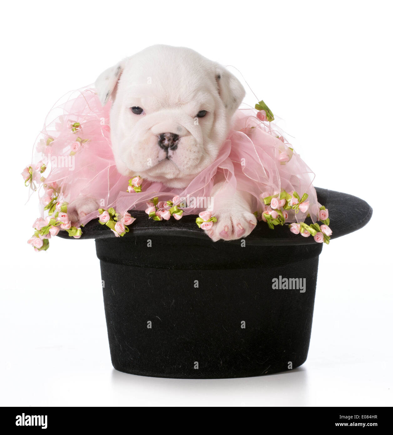 niedlichen Welpen - englische Bulldogge Welpen sitzen in einem schwarzen tophat Stockfoto