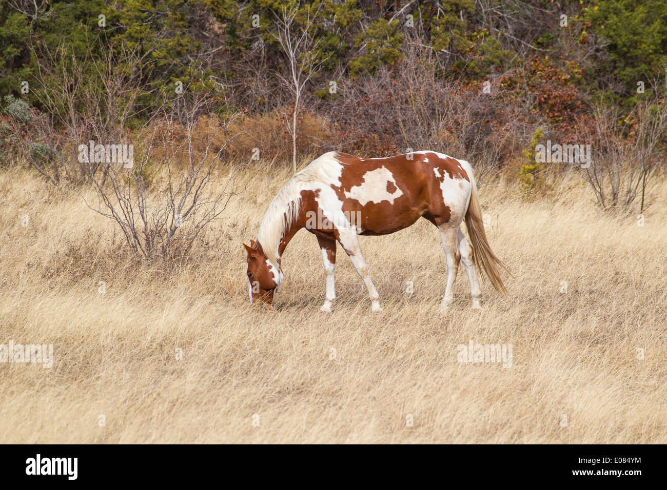 Pferde grasen auf einer Weide entlang US 281 in der Nähe von Burnet, TX Stockfoto