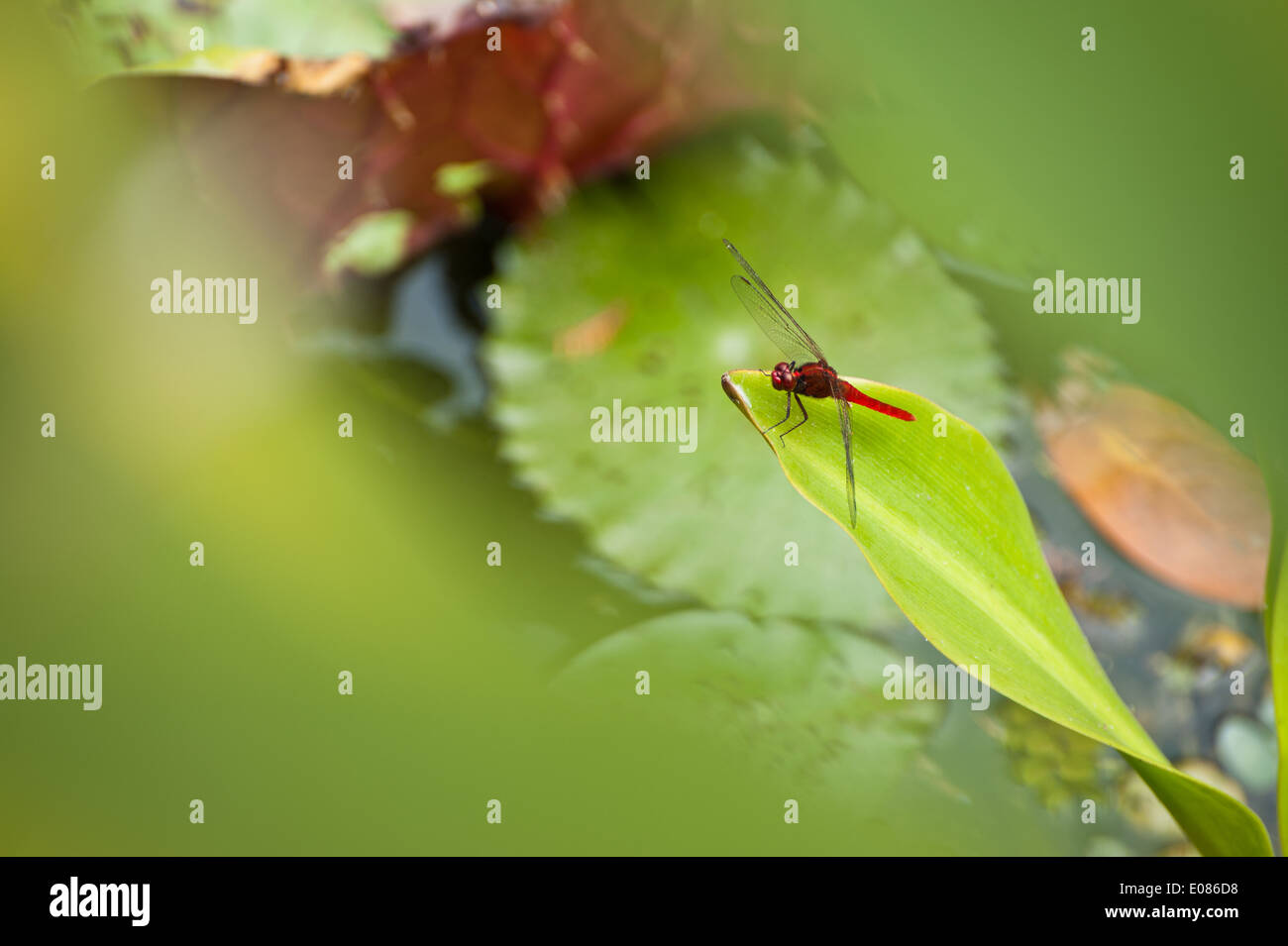 Rote Libelle auf einer Leafe in einem Teich Stockfoto