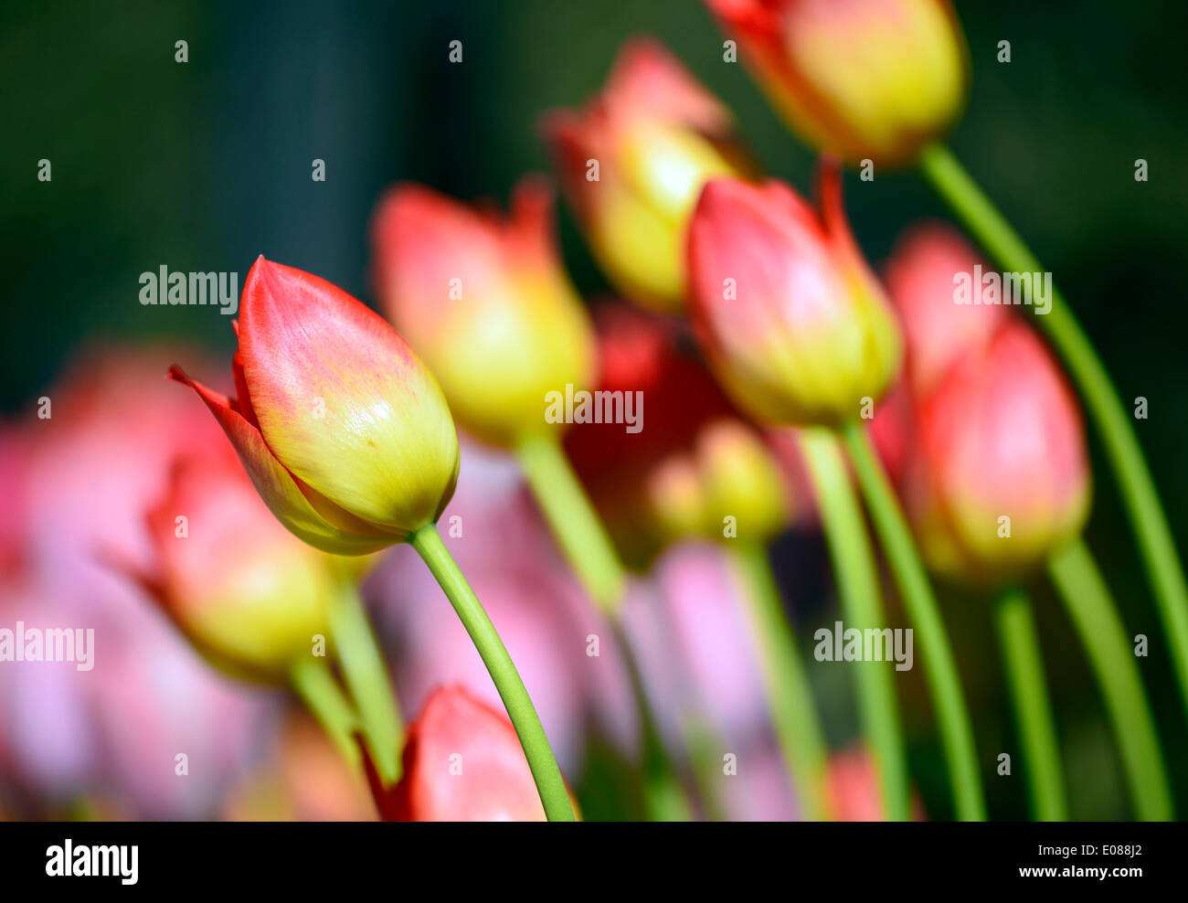 Hempstead, New York, USA - 4. Mai 2014 - 31. jährliche Dutch Festival, im Freien auf der South Campus der Hofstra University verfügt über Tulpen blühen, wie diese rosa und gelb Bi-Color sind in der gesamten Campus, mit über 100 Sorten in den Tulip-Sampler-Garten. Eine Tradition von Long Island. Bildnachweis: Ann E Parry/Alamy Live-Nachrichten Stockfoto