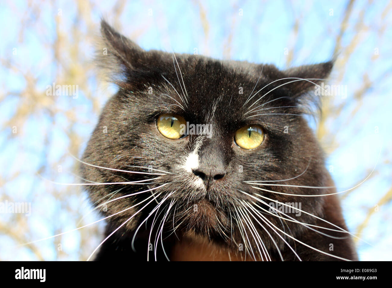 schwarze böse Katze auf dem blauen Himmelshintergrund Stockfoto