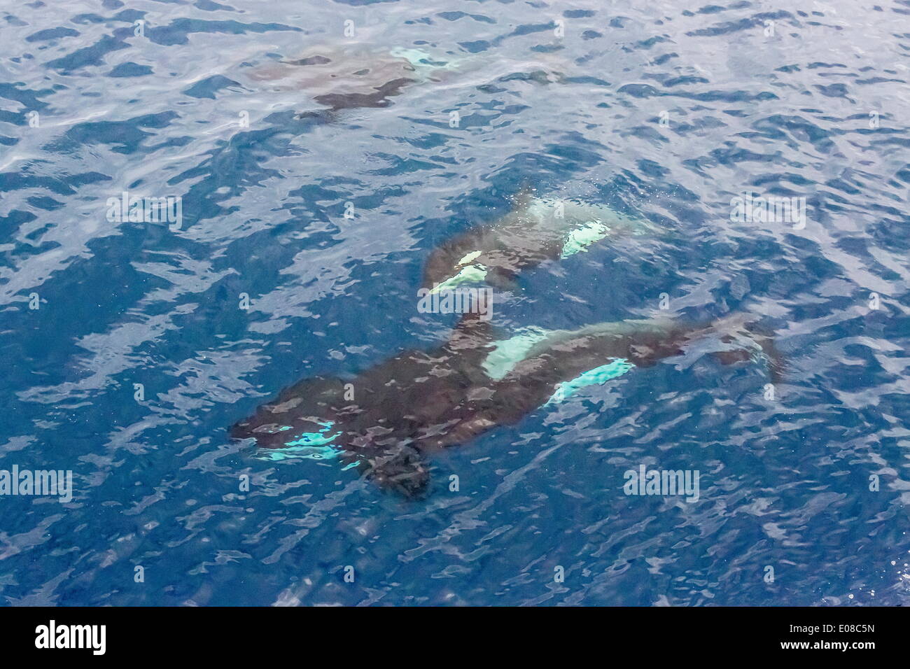 Eine kleine Herde von neugierig Schwertwale (Orcinus Orca) aus der Cumberland Halbinsel, Baffininsel, Nunavut, Kanada, Nordamerika Stockfoto