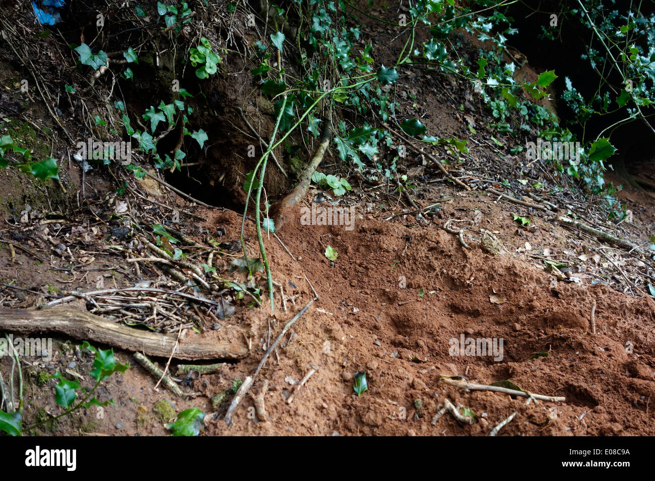 Badger - Meles Meles Hinweise auf Graben und Sett Aktivität am Sandstrand am Straßenrand Ufer im zeitigen Frühjahr Stockfoto