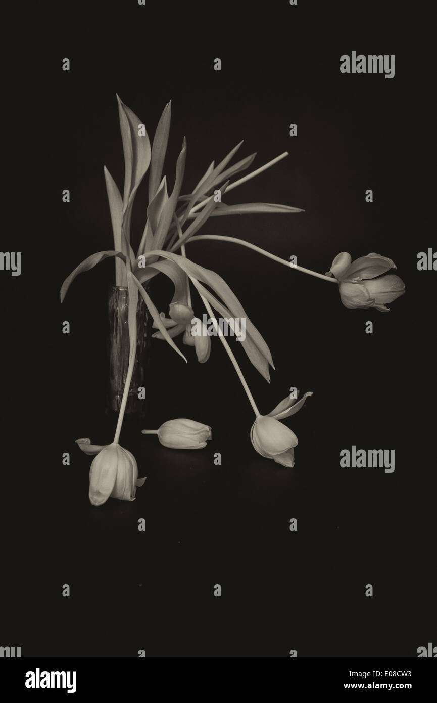 Dead Flowers Stockfoto