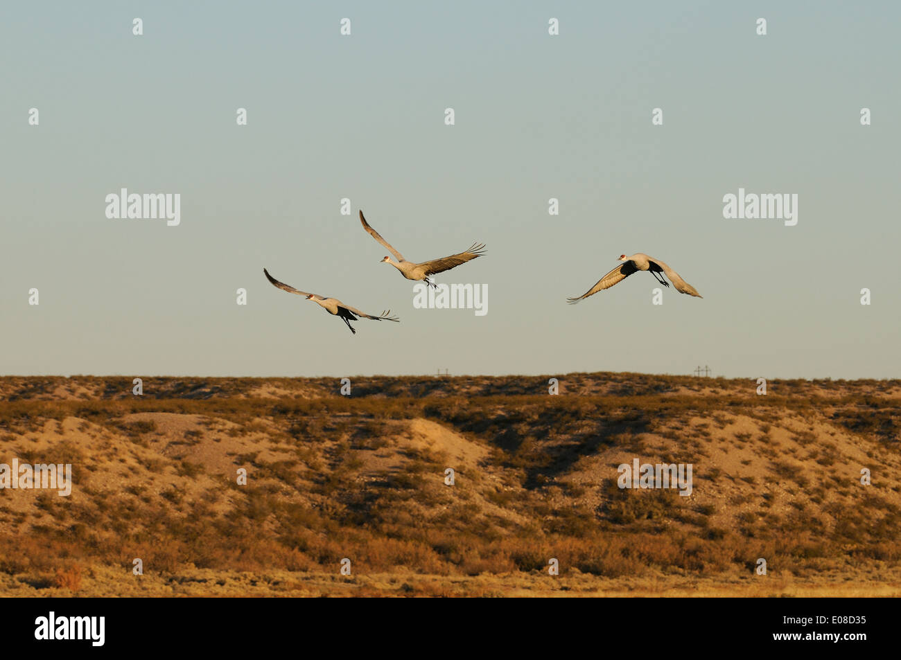 Sandhill Kran fliegen über dem Wasser bei Bosque Del Apache National Wildlife Reserve, New-Mexico-USA Stockfoto