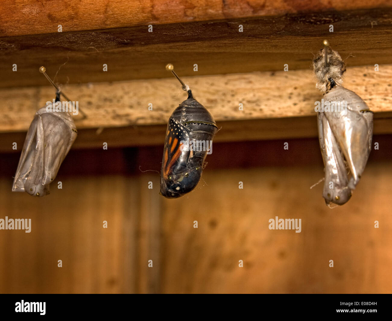 Horizontale Bild der Monarch-Schmetterling Chrysalis späten Instar, Danaus Plexippus. Stockfoto