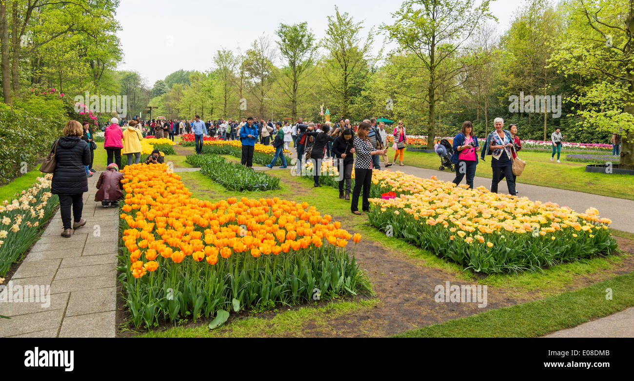 KEUKENHOF GÄRTEN TULIP HOLLAND MIT TOURISTEN UND VERSCHLEIß IM FRÜHLING GRAS Stockfoto