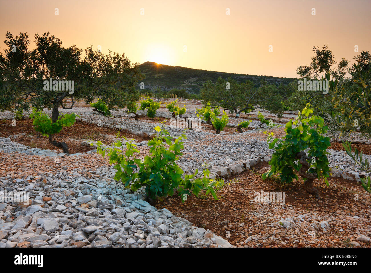 Weinberg in Kroatien in der Nähe von Primosten Stockfoto