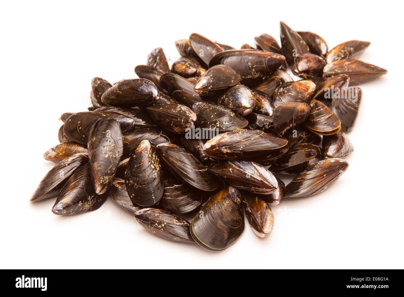 Roher Muscheln isoliert auf einem weißen Studio-Hintergrund. Stockfoto