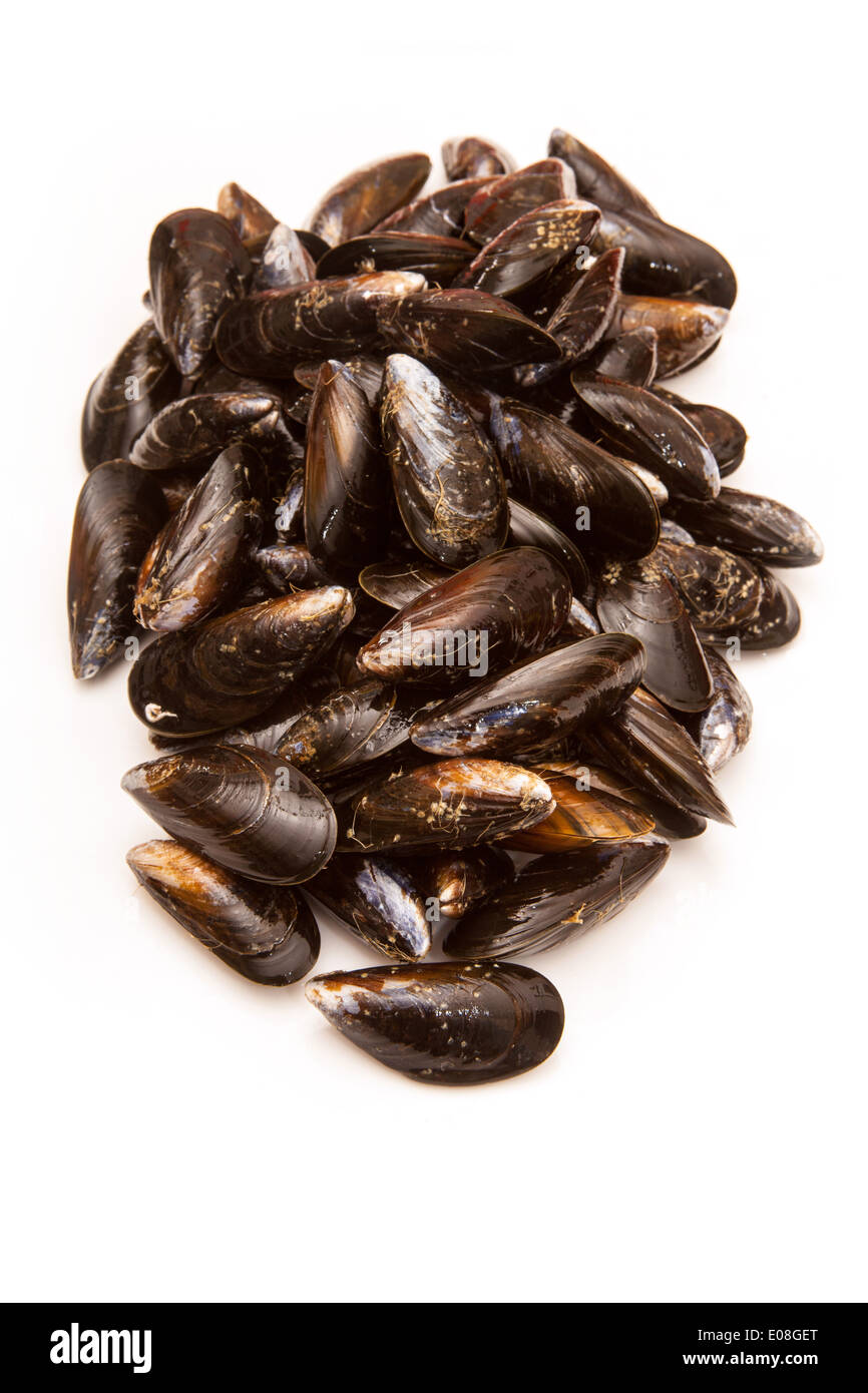 Roher Muscheln isoliert auf einem weißen Studio-Hintergrund. Stockfoto