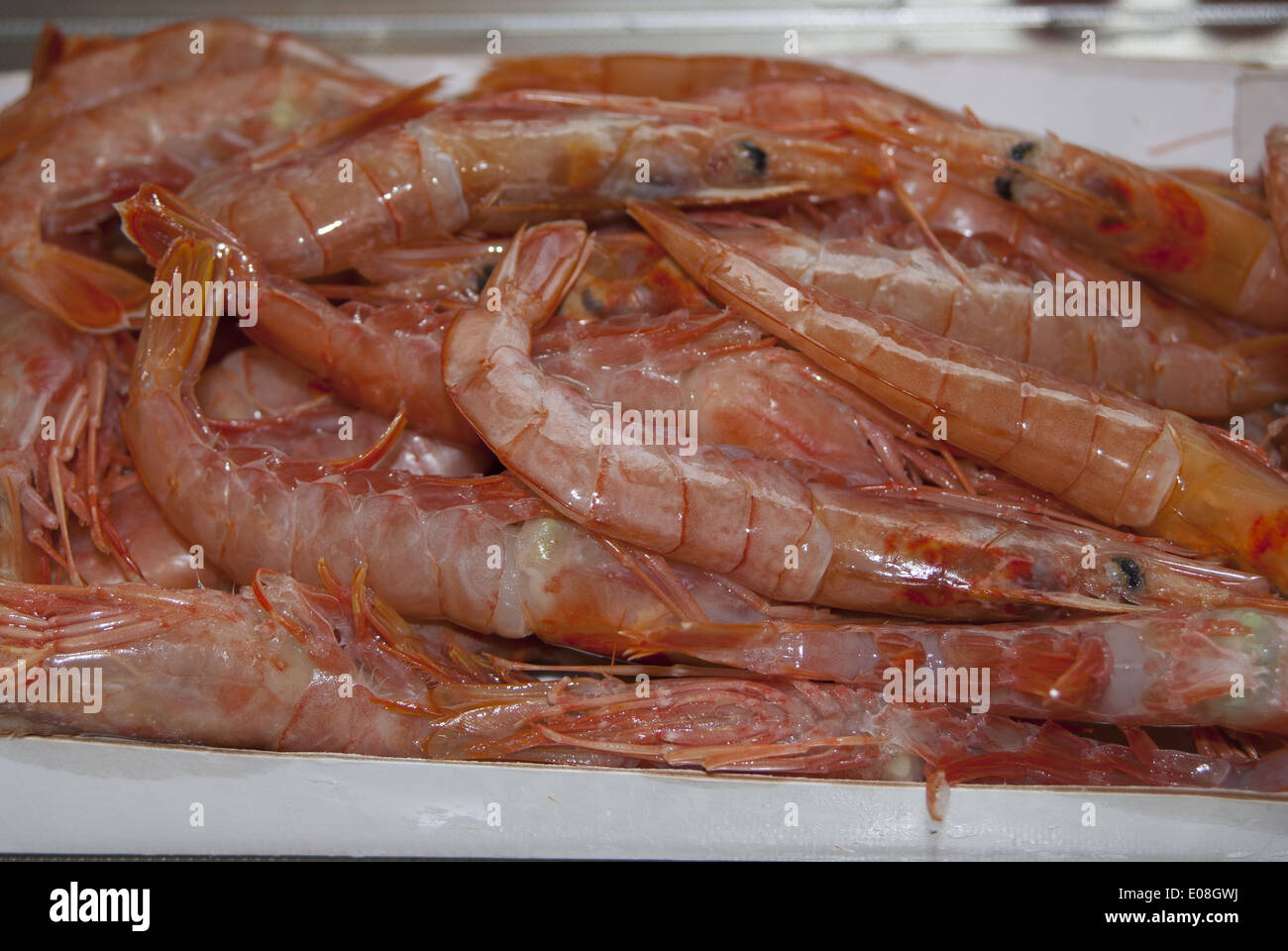 frischen Mittelmeerfischen: Garnelen Stockfoto