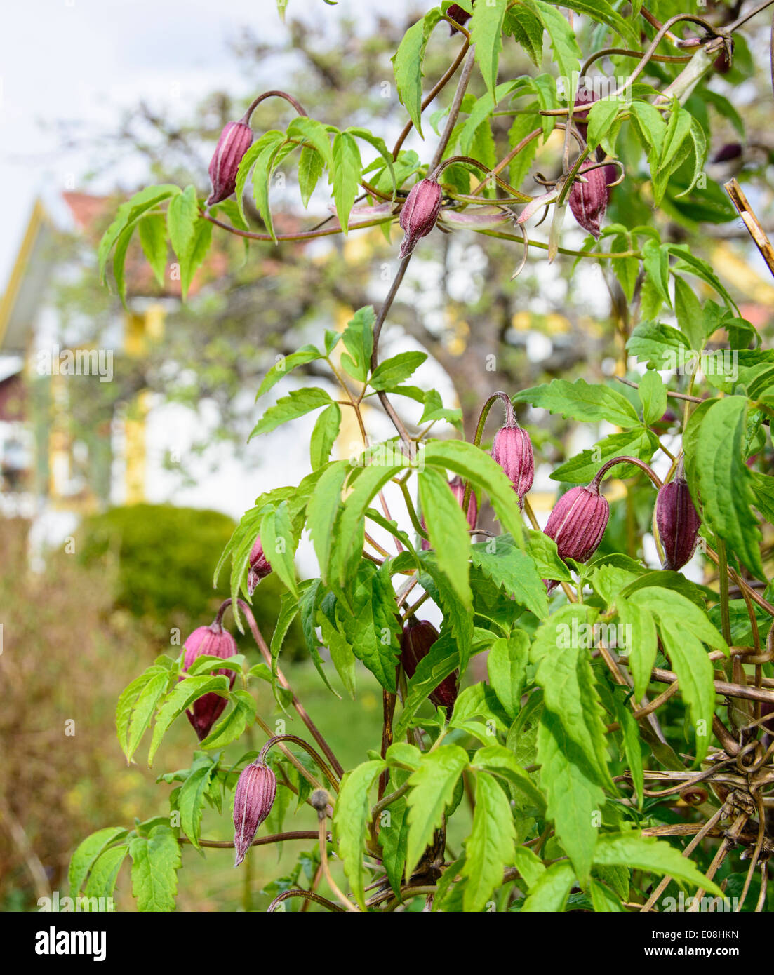 Clematis Pflanzen. Clematis mit angehenden Blumen und Laub, Stockholm, Schweden im Mai. Stockfoto