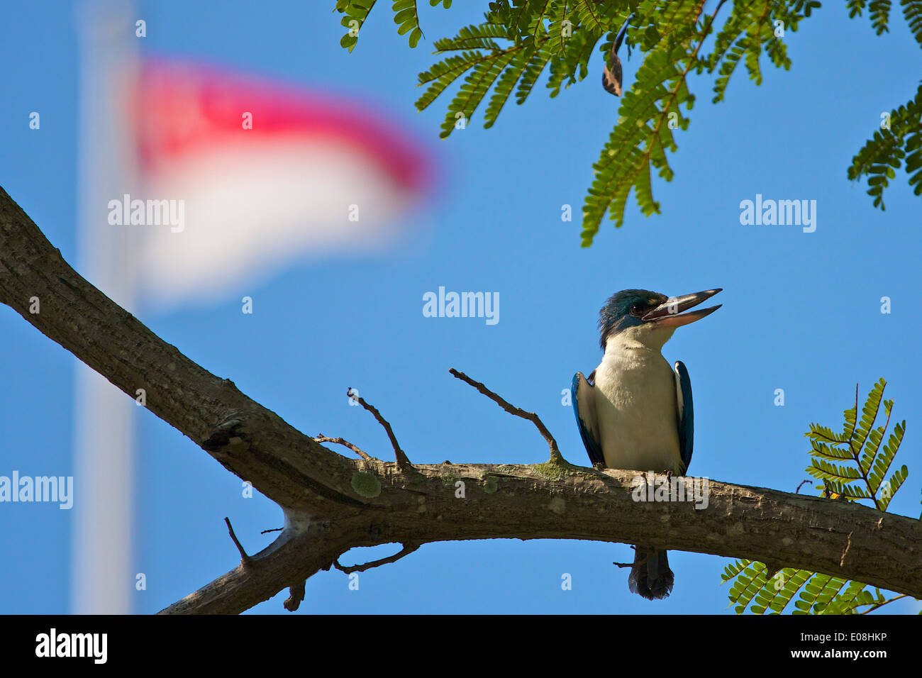 White-Collared Kingfisher (Todiramphus Chloris) auf einem Zweig von den Singapore River, die Singapur nationale Flagge im Hintergrund thront. Stockfoto