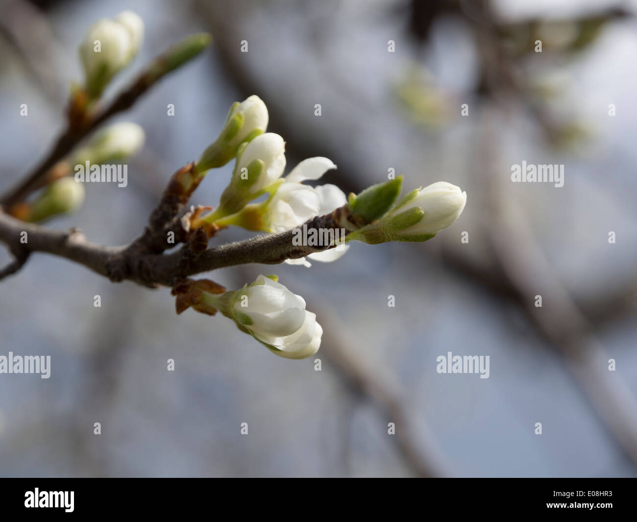 Apple Tree Blütenknospen. Zweig mit weißen Apple Blütenknospen, Stockholm, Schweden im Mai. Stockfoto