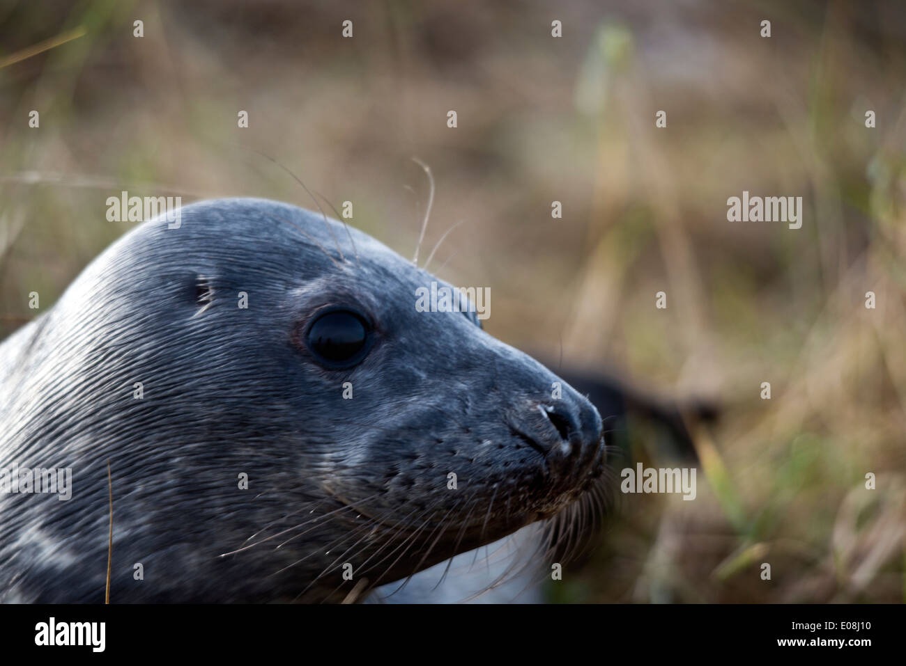 Kegelrobben - Halichoerus Grypus (Sinne süchtig-gerochene Meerschwein). Dieses Bild wurde aufgenommen bei Donna Nook, Lincolnshire, UK Stockfoto