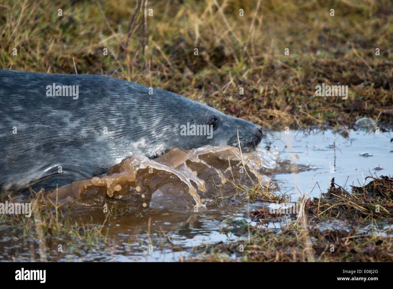 Kegelrobben - Halichoerus Grypus (Sinne süchtig-gerochene Meerschwein). Dieses Bild wurde aufgenommen bei Donna Nook, Lincolnshire, UK Stockfoto