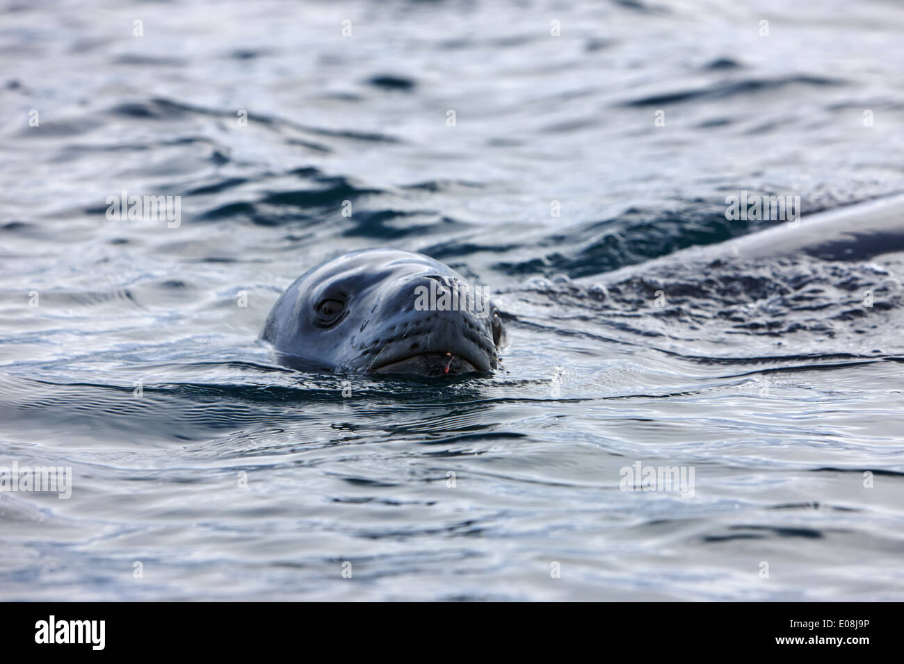 Seeleopard spähen und über dem Wasser der Antarktis zu atmen Stockfoto