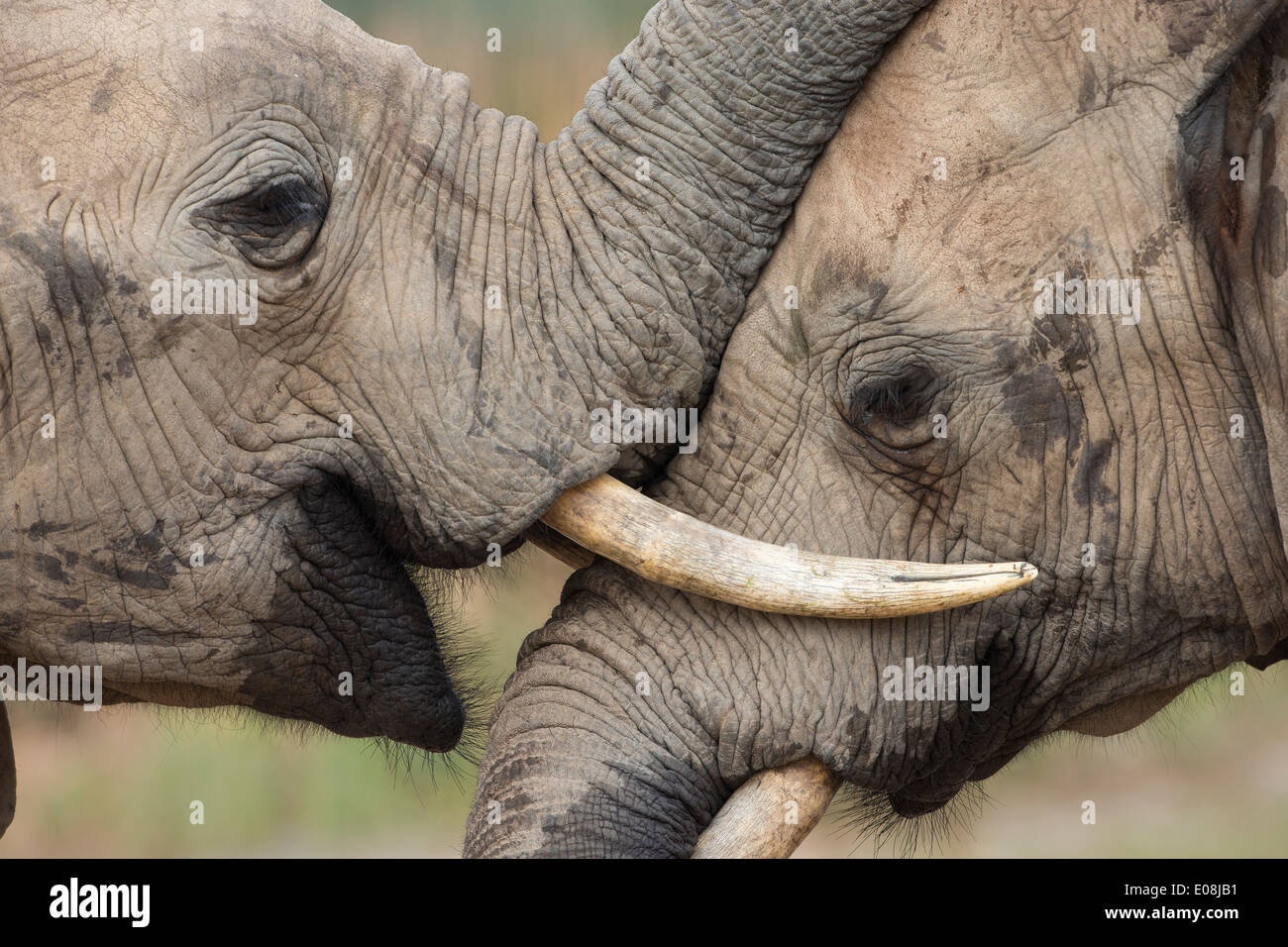 Afrikanische Elefanten (Loxodonta Africana) interagieren, Addo Elephant Nationalpark, Südafrika, Februar 2014 Stockfoto