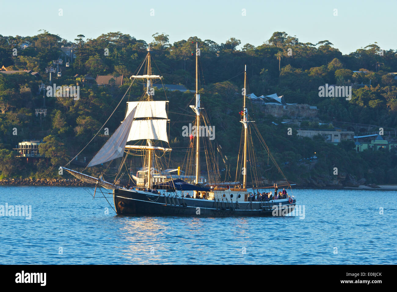Südlichen Swan übergibt Taronga Zoo, Sidney. Stockfoto