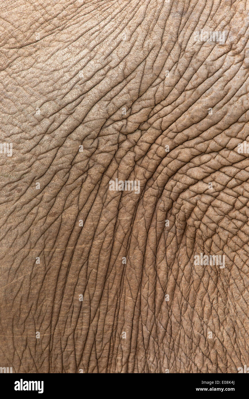 Elefanten-Haut-Detail (Loxodonta Africana), Addo Elephant Nationalpark, Südafrika, Februar 2014 Stockfoto