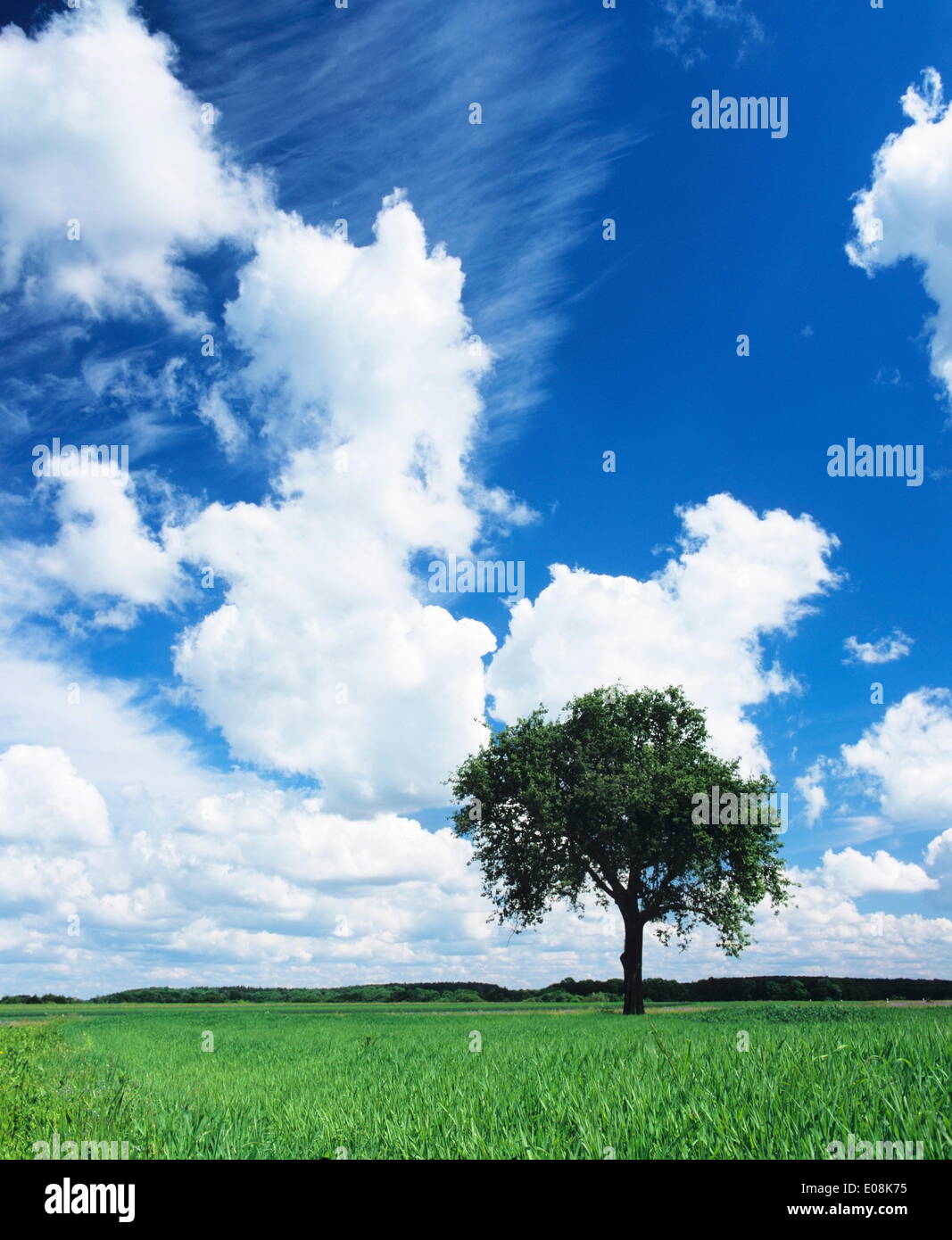 Einzigen Baum in einem Feld, Schwäbische Alb, Baden-Württemberg, Deutschland, Europa Stockfoto