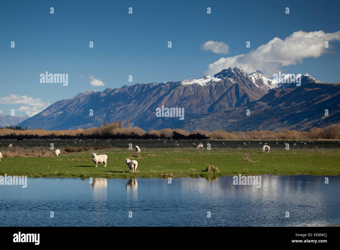 Schafe in Dart River Valley, Glenorchy, Queenstown, Südinsel, Neuseeland, Pazifik Stockfoto