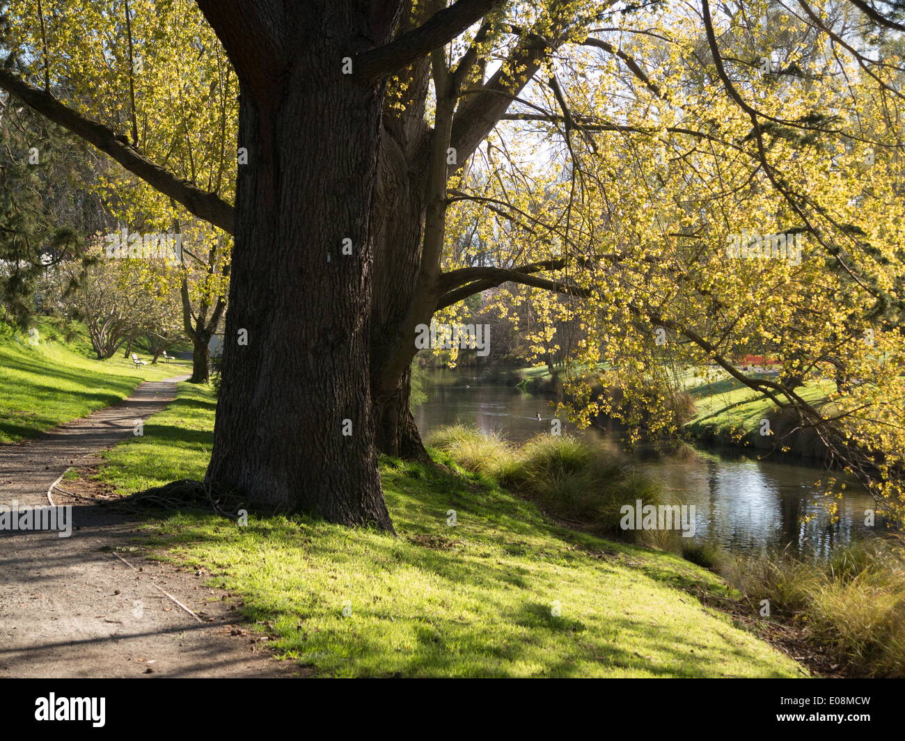 Fluß Avon in botanischen Gärten, Christchurch, Canterbury, Südinsel, Neuseeland, Pazifik Stockfoto