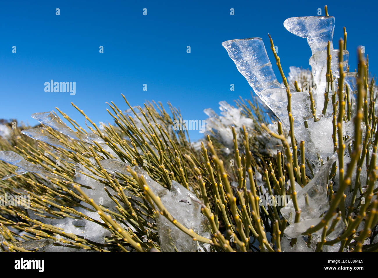 Eis eine Einem Strauch, Parque Nacional del Teide, Spanien, Teneriffa - Eis auf Strauch, Parque Nacional del Teide, Teneriffa, Spanien Stockfoto