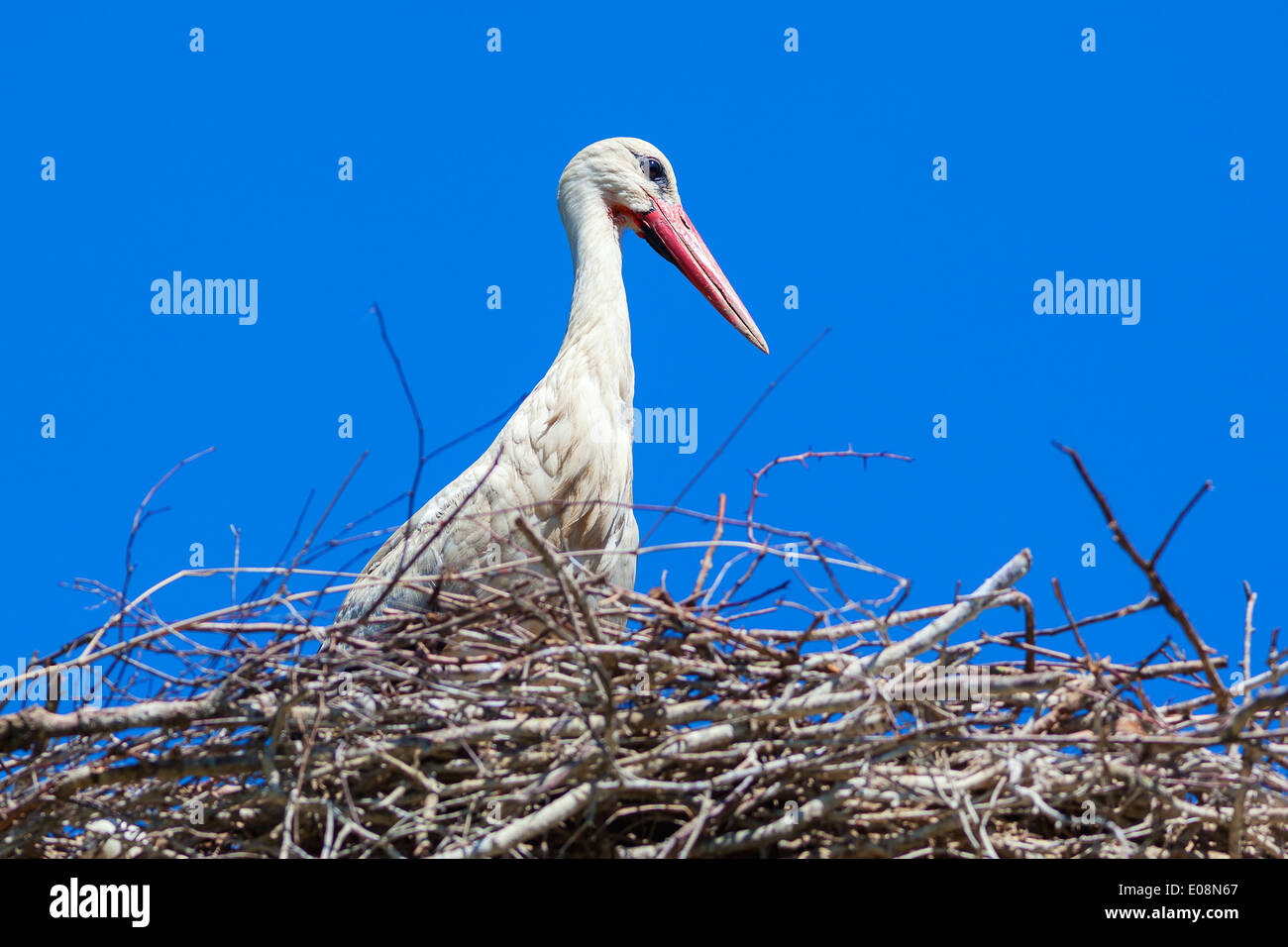 Storch in sein Nest mit blauem Himmel Stockfoto