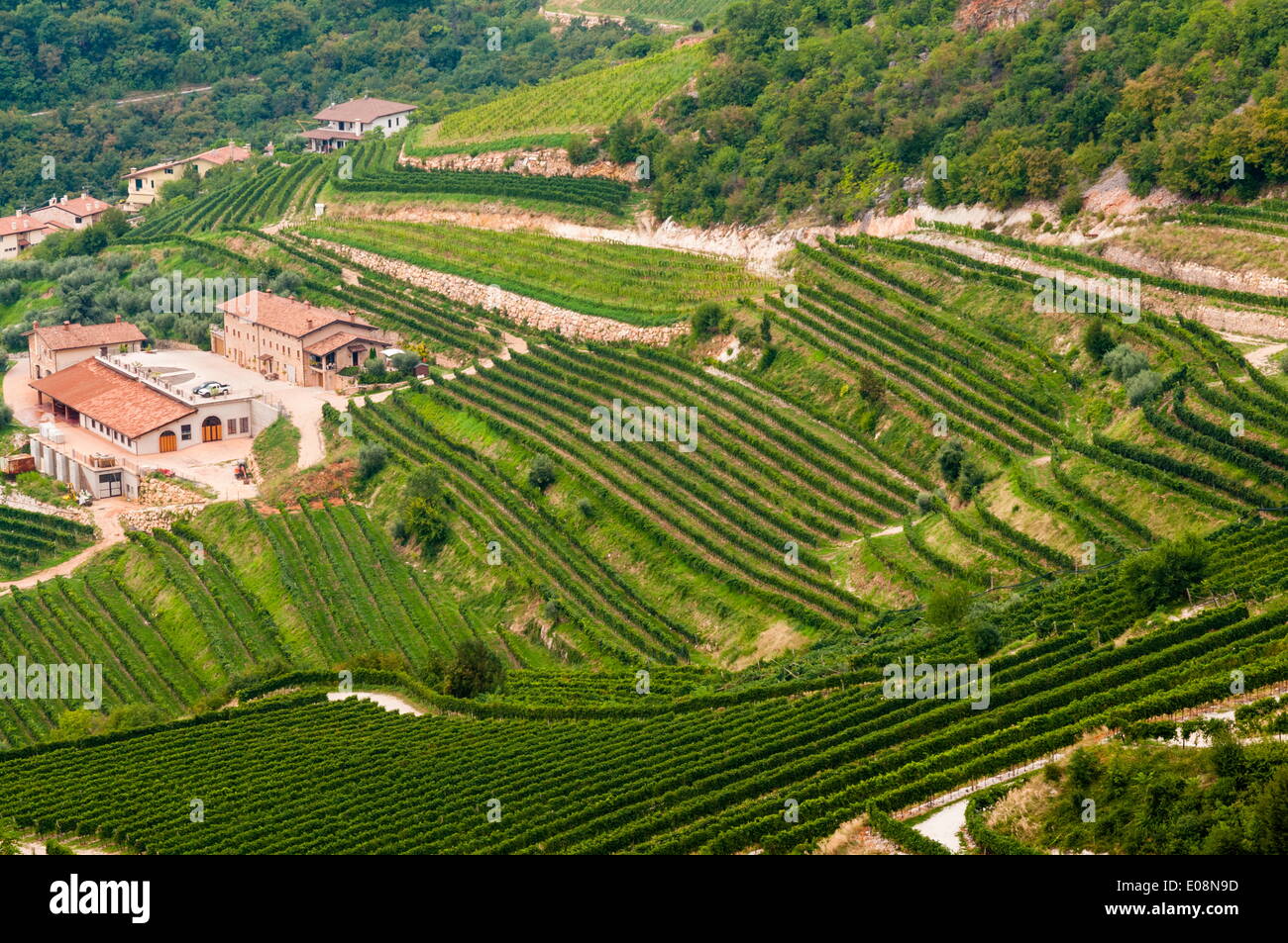 Weinberge von Sant Ambrogio di Valpolicella, Valpolicella Verona Provinz, Italien Weinberge von Sant Ambrogio di Valpolicella, Valpolicella Verona Provinz, Italien