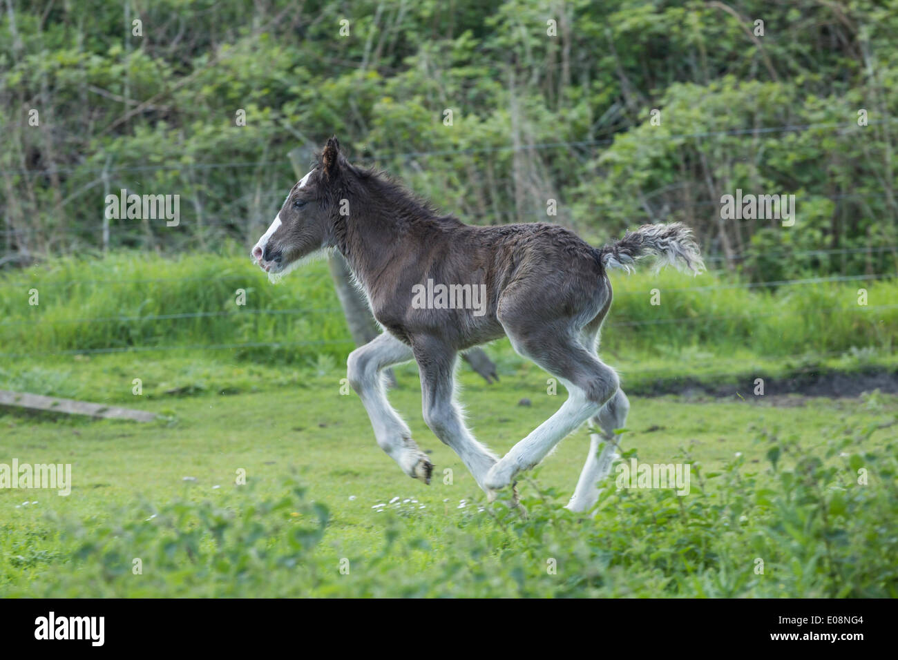 Gypsy Cob pferde Fohlen. Großbritannien Stockfoto