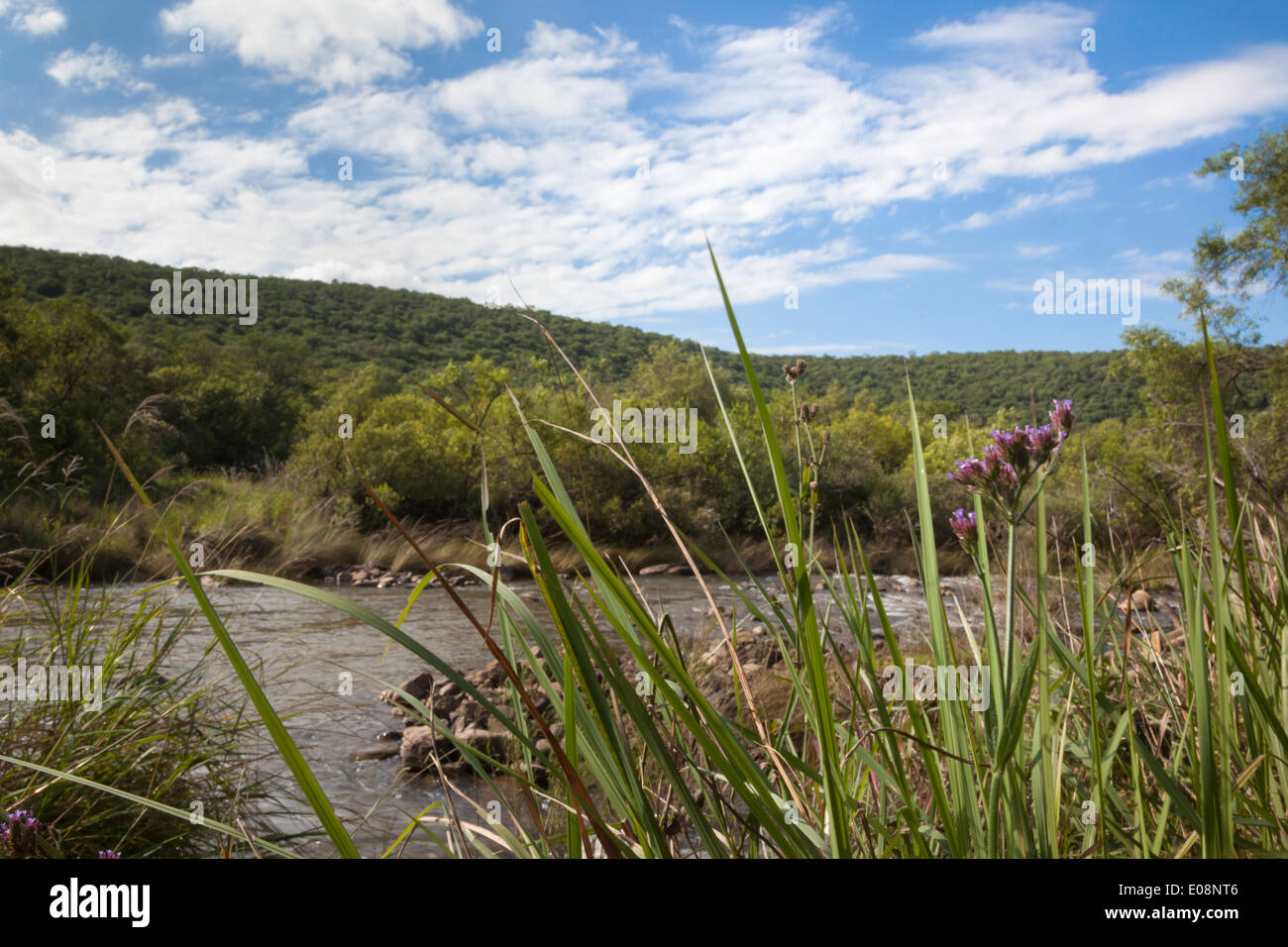 Groot Marico Fluss im Sommer, Nord-West Provinz, Südafrika, Februar 2014 Stockfoto