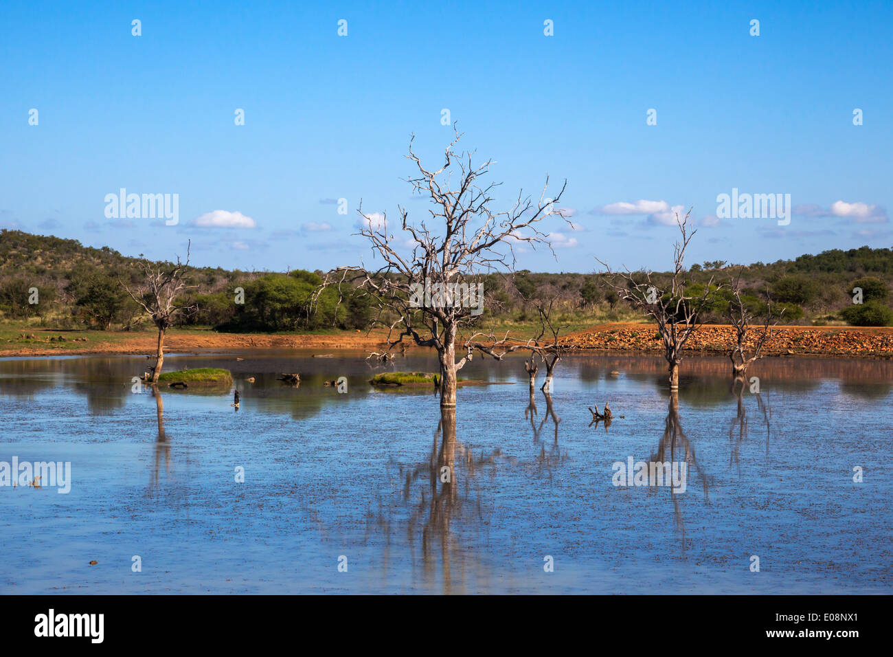 Reflexion über dam im Sommer, Madikwe Game reserve, North West Province, Südafrika, Februar 2014 Stockfoto